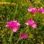 Armeria pinifolia Квітка