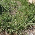 Plantago crassifolia Hábito