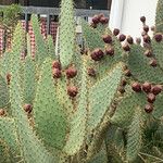 Opuntia engelmannii Foglia