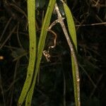 Fridericia chica Fruto