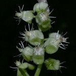 Trichostigma octandrum Flower