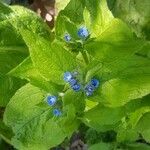 Pentaglottis sempervirens Flor