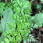 Daucus carotaপাতা