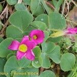 Oxalis purpurata Beste bat