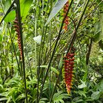 Heliconia rostrata Tervik taim