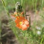 Sphaeralcea coccineaFlower