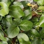 Vinca major List