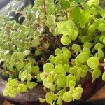 Sedum makinoi Folha