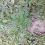 Verbena bipinnatifida Blad