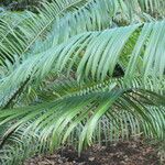 Encephalartos villosus Folha