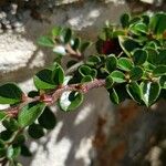 Cotoneaster horizontalis Bark