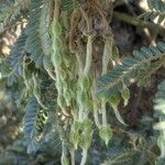 Sophora denudata Fruto