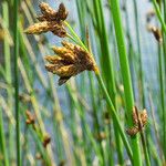 Schoenoplectus lacustris Flor