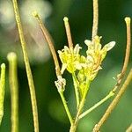 Sisymbrium erysimoides Kvet