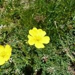 Potentilla pyrenaica Habit