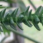 Araucaria laubenfelsii Folla