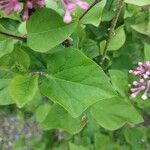 Syringa pubescens Fuelha