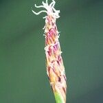 Eleocharis multicaulis Цветок