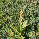 Platanthera hyperborea Floare