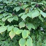 Cornus alternifolia Leaf