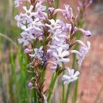 Mulguraea scoparia Voninkazo
