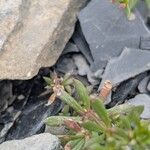 Galium pseudohelveticum 葉