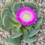 Aloinopsis spathulata Flor