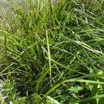 Calamagrostis canescens Habit