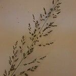 Sporobolus fimbriatus Kvet