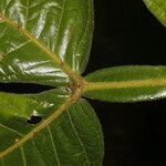 Dendropanax arboreus Blad