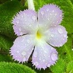 Episcia lilacina Λουλούδι