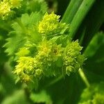 Alchemilla mollis Λουλούδι