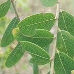 Phyllanthus reticulatus Leaf