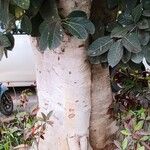 Ficus callosa Rinde