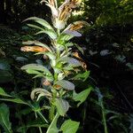 Acanthus hungaricus Λουλούδι