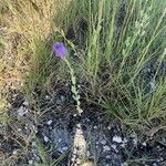 Eustoma exaltatum Blad