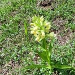 Dactylorhiza insularis Flower