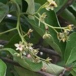 Ehretia amoena Flower