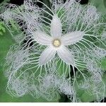 Trichosanthes cucumerina 花