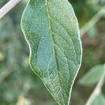 Cotoneaster franchetiiFuelha