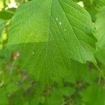 Viburnum acerifolium Blatt