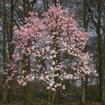 Magnolia sprengeri Habitat