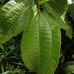 Miconia affinis Leaf