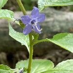 Campanulastrum americanum Fleur