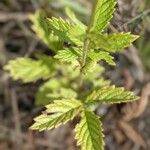 Agrimonia gryposepala Leaf