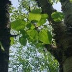 Betula maximowicziana Leaf