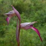 Serapias lingua Flor