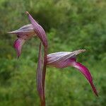 Serapias lingua Flower