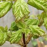 Acer opalus Leaf