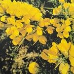 Ulex gallii Flor